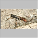 Xorides filiformis - Schlupfwespe - w01a 13mm - OS-Hasbergen Holzlagerplatz auf Eiche det06.jpg